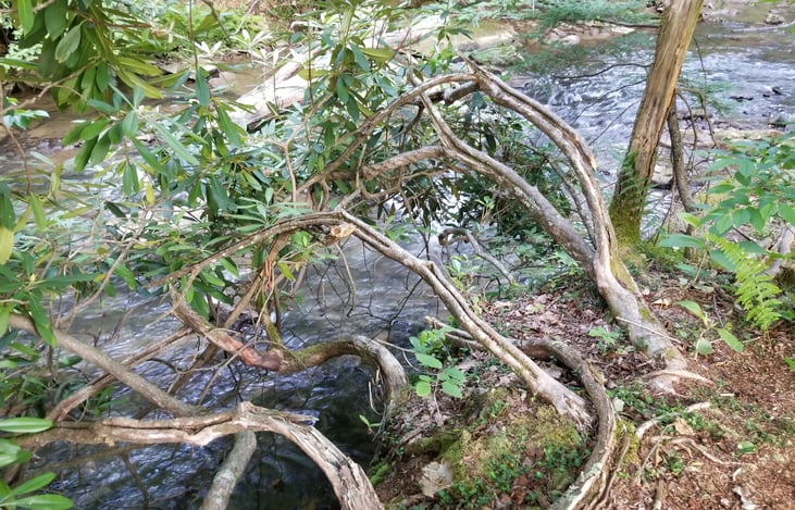 Fish or play in the Buckhannon River