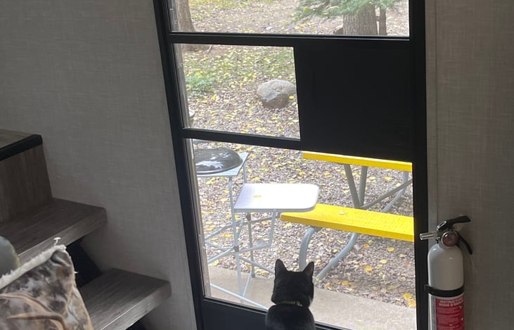 One of our cats, Buddy Boy looking out at the native Colorado birds.