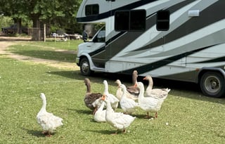 "Rebecca" - The Perfect Sun Seeker!