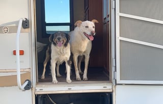 Lucille the Fifth Wheel