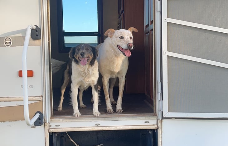 The best travel buddies! Extra cleaning and sanitizing after we travel with the pups or have guests that have furry friends.