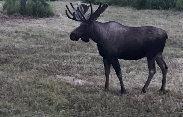 An Alaskan Bull Moose. Just strolling through the yard.