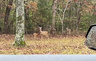 Travel Trailer by Sugartrails : Your Memory Maker