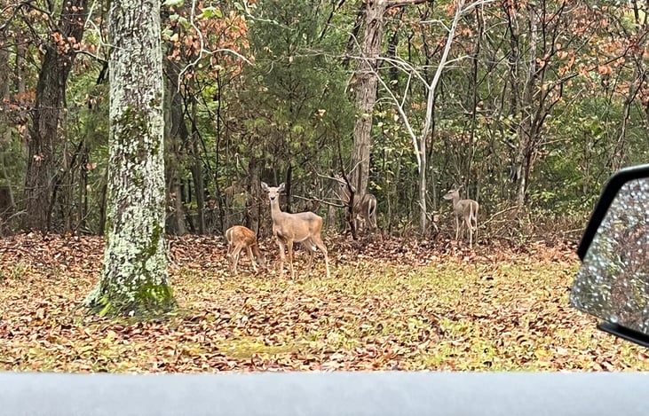 Deer on our trip to Pennyrile KY