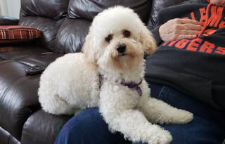 2018 Coleman Mini light