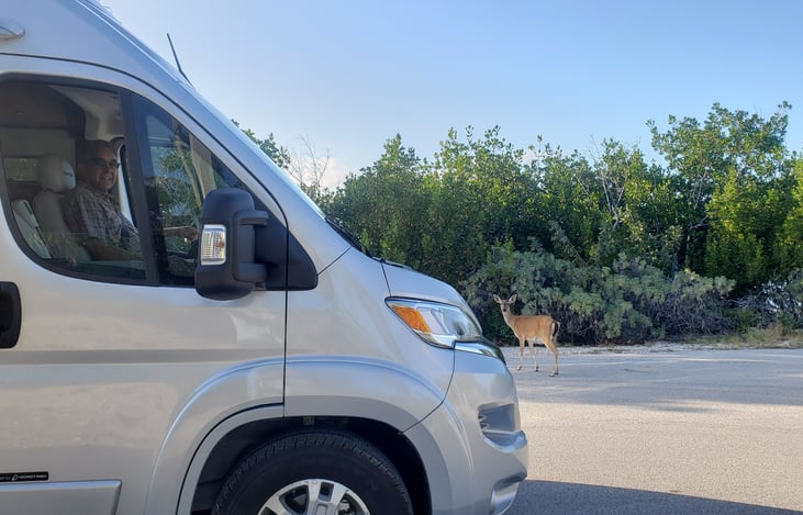 Beautiful Key Deer at Big Pine Key in the Florida Keys!