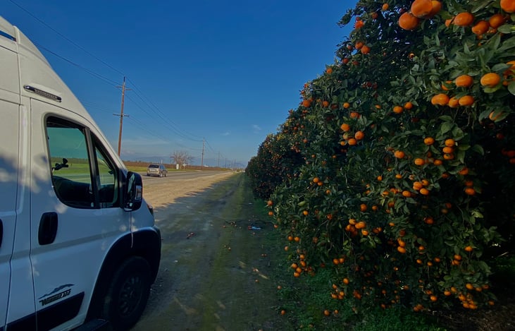 orange harvest