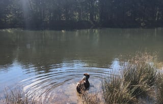 Get Moooovin and Van DCamp!