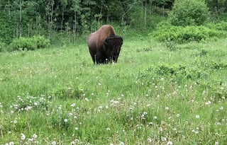 NEW 22022 Renegade Vienna 25rmc