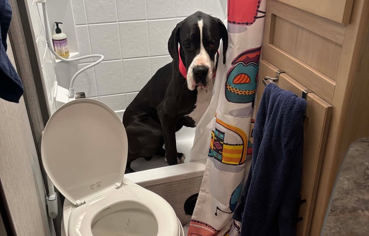 Yes, it’s a full-size shower with great pressure and a start/stop shower head to conserve hot water.
No, the dog is not included — Finn was just inspecting the space.
