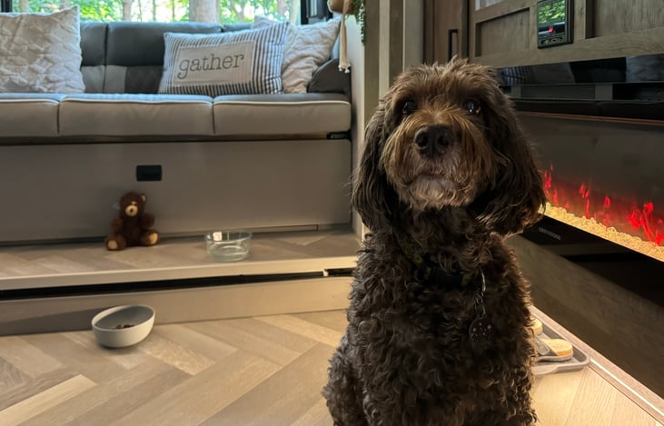 Coast Out is all about the pets! Bring the dog!!! :-)