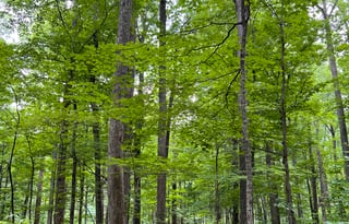 Josephine, the 2025 Heartland Pioneer 17bh