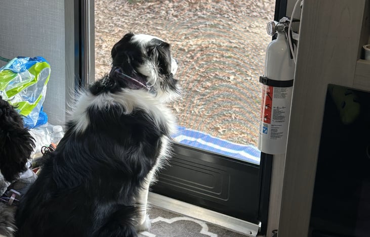 Furry friend lounging.