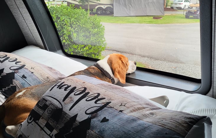 BeagleVision..non-stop enjoyment!