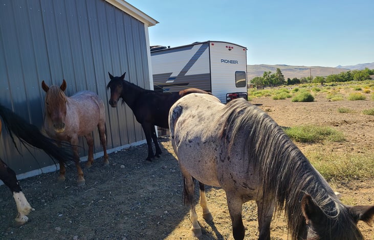 You'll be right in the action of gorgeous horses when you stay with us!