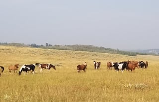 4WD All-Season "Judy" UNLIMITED MILES + Starlink