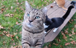 Cozy Cruiser or Lakeside Retreat