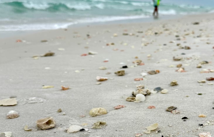 Spend a day collecting sea shells