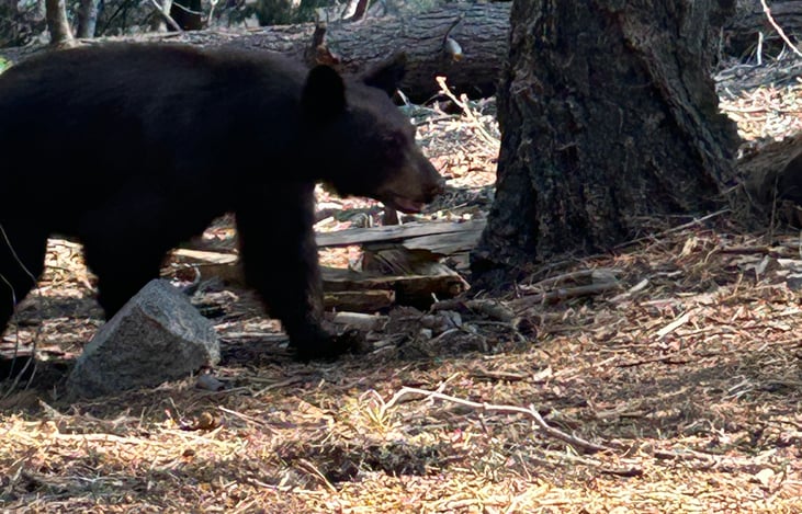 Spotted in Sequoia national park on a recent trip