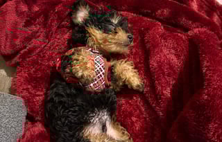 2026 Grand Design Imagine 2660BS