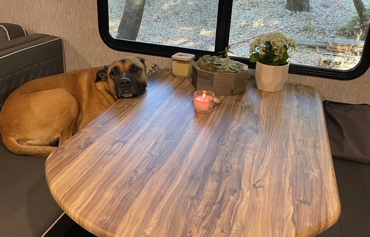 Furry friends approved!