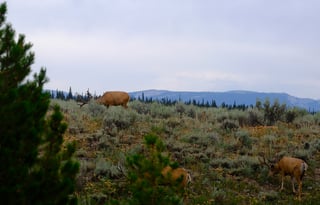 2024 Ford Tremor  Roofnest FREE P/U +STARLINK