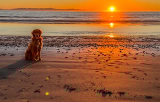 Charis's Caboose-Sleeps 2 to 4, 2025 Model