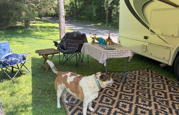 Dog does not go with camper rental but the carpet does