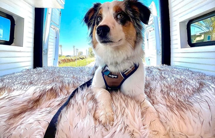 We are pet friendly for a small additional fee. We know how fun it is to travel with your dogs and cats and you can feel at home with your pets!