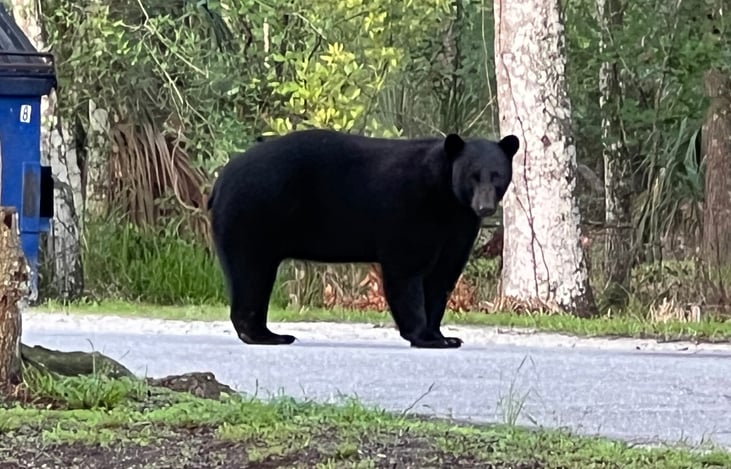 During a camping trip at Highlands Hammock State Park, we had an incredible experience spotting a Florida Black Bear. While enjoying the natural beauty of the park, we noticed the bear.