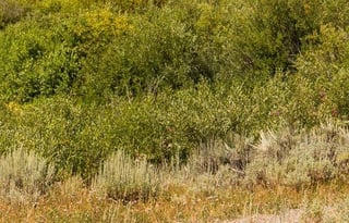 2024 THOR Scope - 18ft Pet friendly