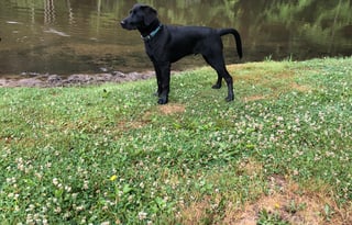 2018 Forest River Columbus F383FB