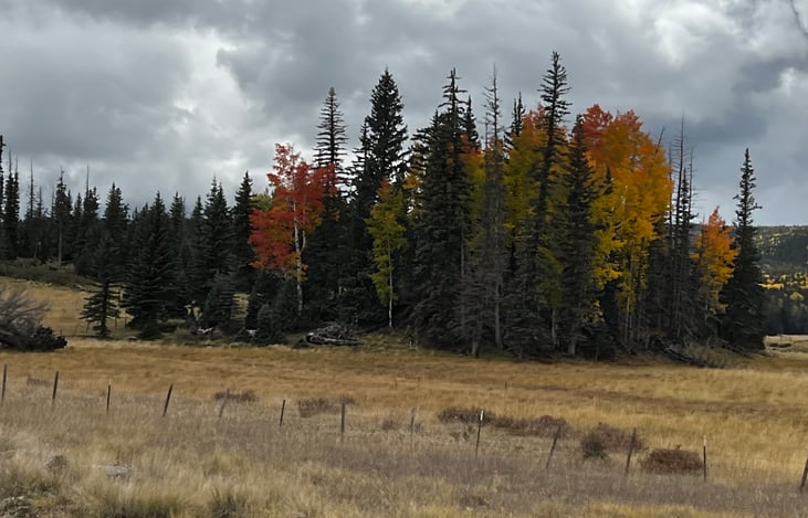 Apache-Sitgreaves National Forests