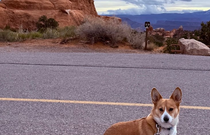 My sweet corgi, Stella! Ask about a dog bed if needed.