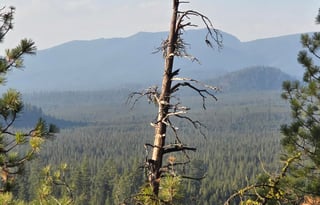 "Bunny," is a 2020 Thor Motor Coach, SUPER CLEAN!!