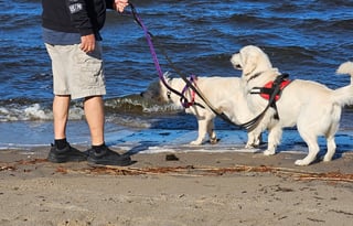 Beau Skye and Willow Dawn's Dog Friendly RV Rental