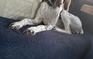 2023 Winnebago Solis 59PX