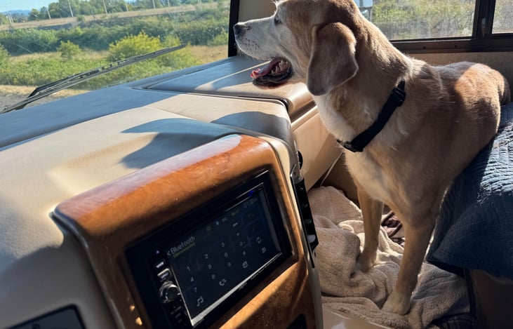 The happiest day for the family dog who is traveling to a new campground in anticipation.