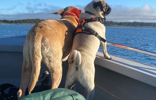 The Price is Right!  "Dog & Family Friendly"