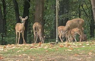 T and A Happy Clampers