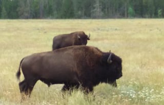 4WD All-Season "Judy" UNLIMITED MILES + Starlink