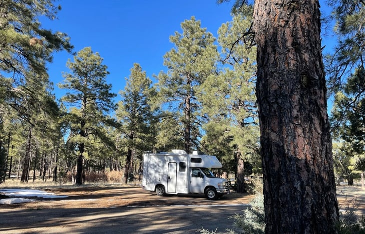 Pine woods in Northern New Mexico