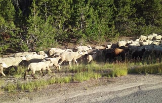 4WD All-Season "Judy" UNLIMITED MILES + Starlink