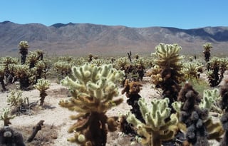 4WD REVEL "Rosie" UNLIMITED MILES Mighty 5 & More!