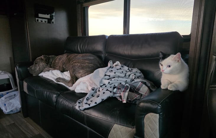 Billee the adventure cat