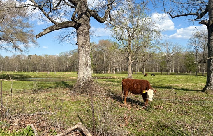 Beautiful country living, view from living room!