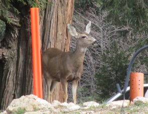 Keystone RV Passport 31RE Elite