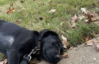 Real Working Farm with lots of animals...