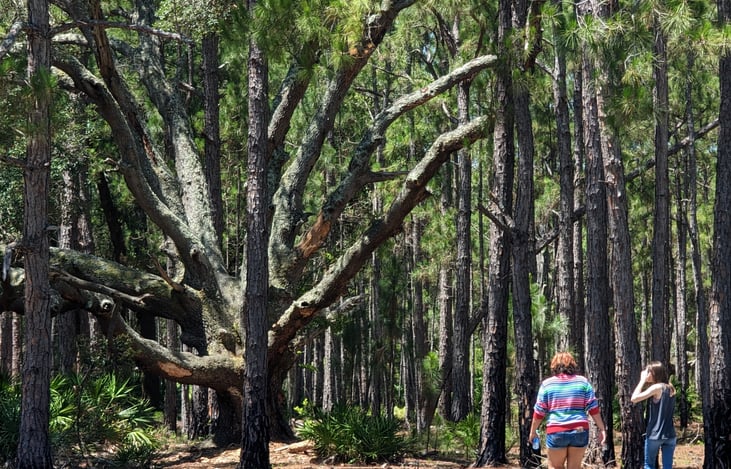 Split Tree trail at Moss Park campgrounds. Orlando, Fl