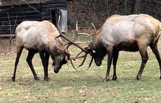 Smoky Terrace - near Waynesville entrance BRP